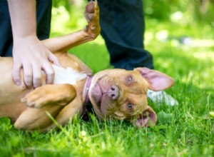 Como o microbioma intestinal do seu cão afeta o comportamento dele