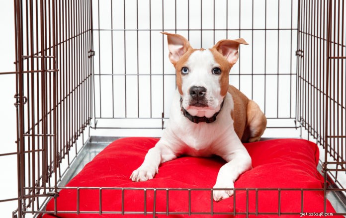 Perché è importante addestrare il cane nella gabbia 