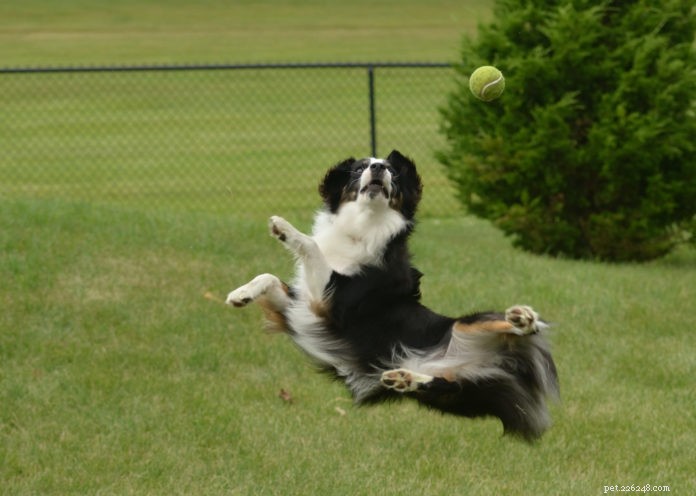 Brincar de quintal para cães