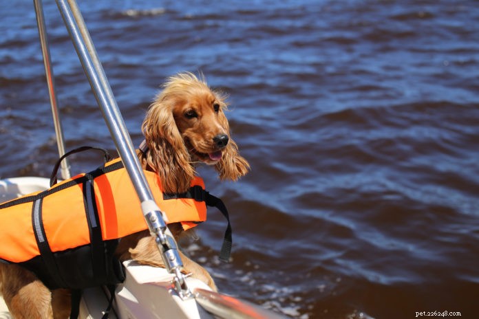 Escolhendo o colete salva-vidas certo para seu cão