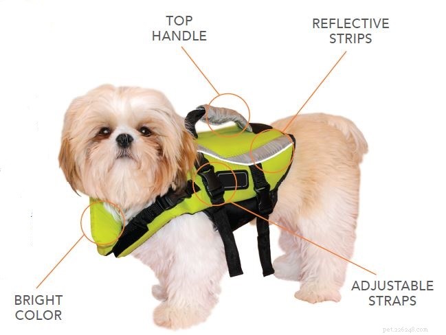 Escolhendo o colete salva-vidas certo para seu cão