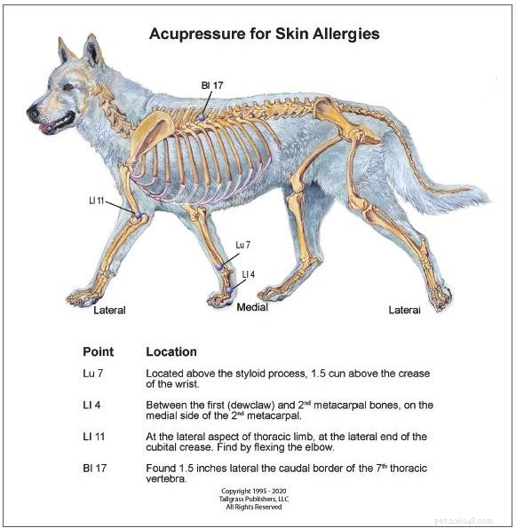 Come la digitopressione aiuta i cani con allergie cutanee