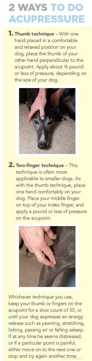 피부 알레르기가 있는 강아지를 지압하는 방법