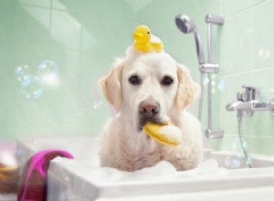 究極の犬のグルーミングガイド 