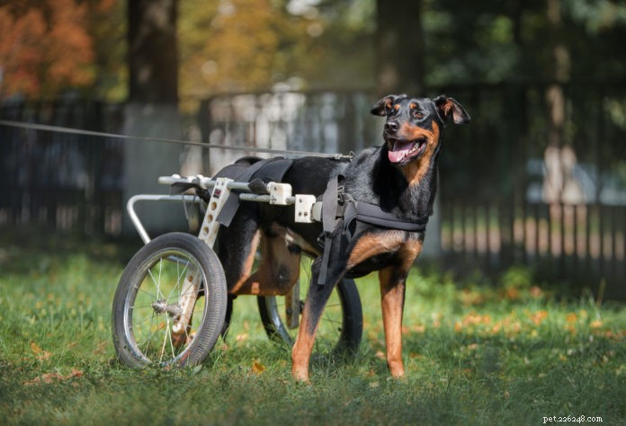 거동이 불편한 개를 위한 휠체어 선택