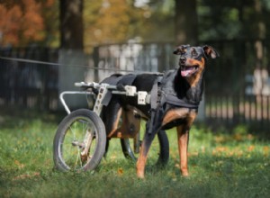 Escolhendo uma cadeira de rodas para um cão com problemas de mobilidade