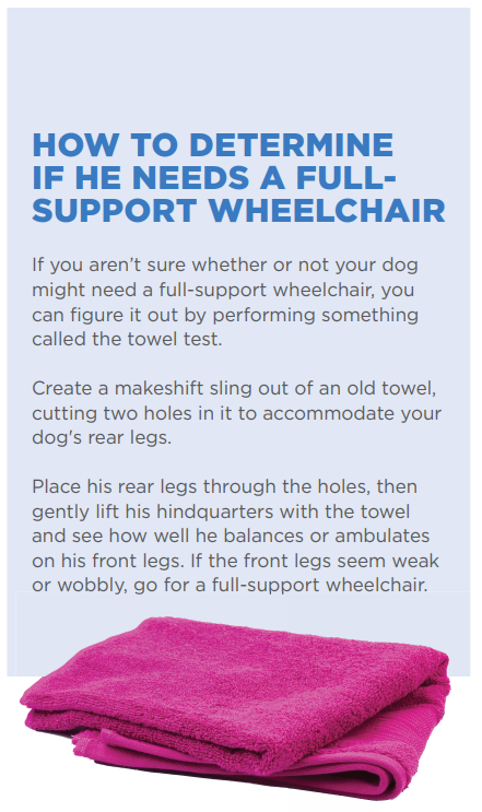 Een rolstoel kiezen voor een hond met mobiliteitsproblemen