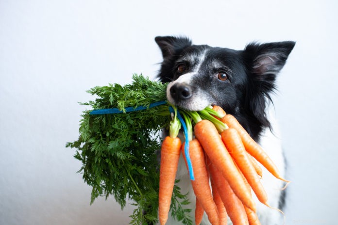 Varför din hund bör äta frukt och grönsaker