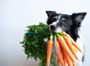 犬が果物や野菜を食べるべき理由 