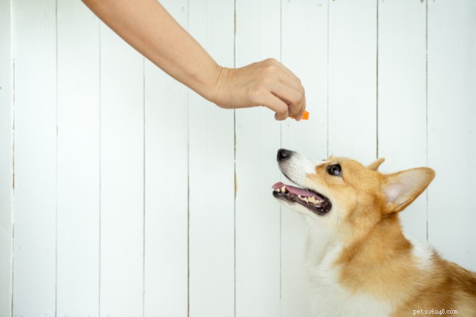 당신의 개가 너무 빨리 먹습니까?