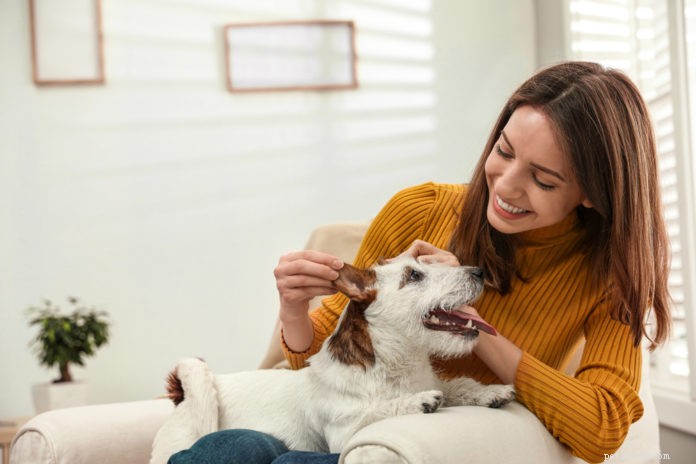 Повысьте иммунитет собаки с помощью акупрессуры