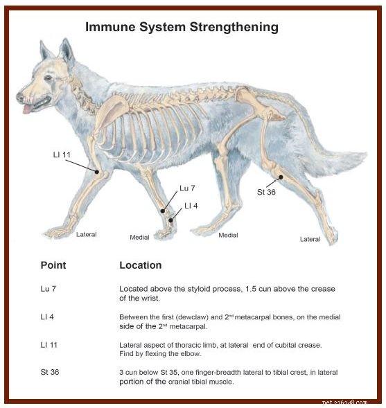 Verhoog de immuniteit van uw hond met acupressuur