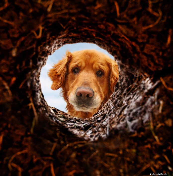 Seu cachorro está cavando seu quintal?