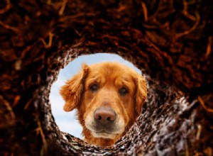 Seu cachorro está cavando seu quintal?