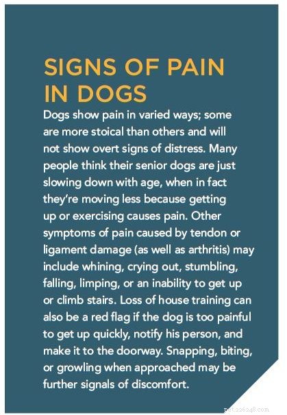 Dano nos tendões e ligamentos – opções de diagnóstico e tratamento para cães