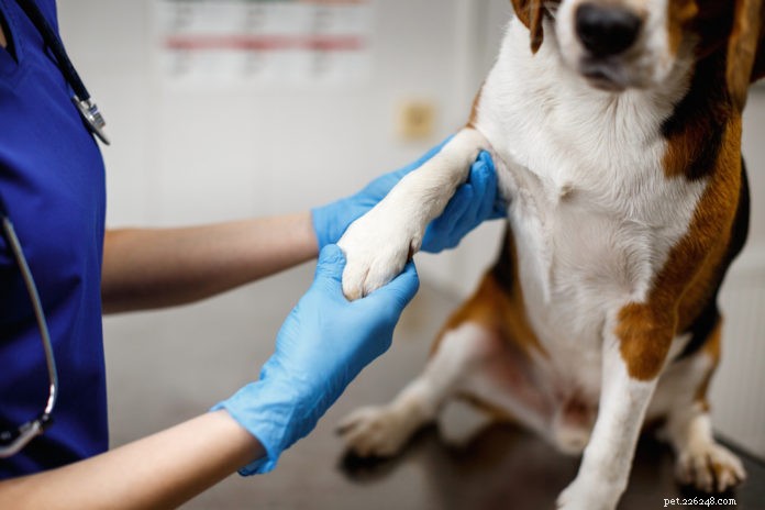 Lésions tendineuses et ligamentaires – diagnostic et options de traitement pour les chiens