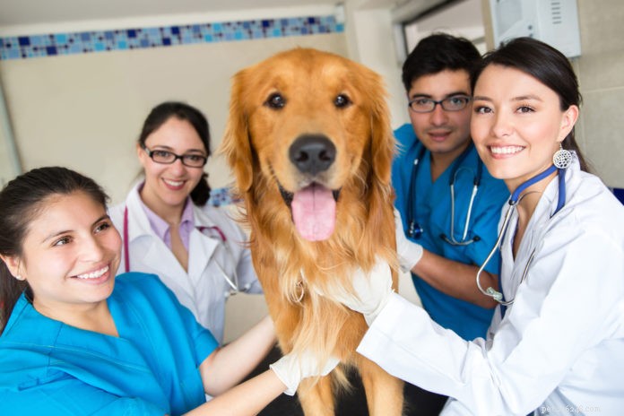 Jak Fear Free® činí návštěvy veterináře méně stresujícími
