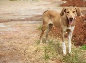 Seu cão de resgate é muito magro?