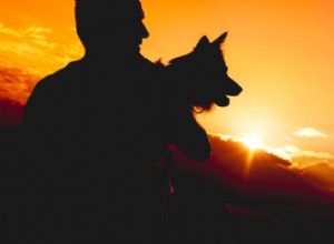 Como um Bearded Collie ajudou seu humano na depressão