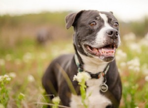 8 passos para manter seu cão idoso jovem