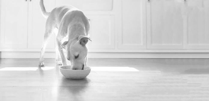 Cos è il cibo per cani con ingredienti limitati? 
