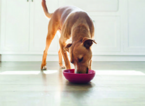 O que é ração para cachorro com ingredientes limitados?