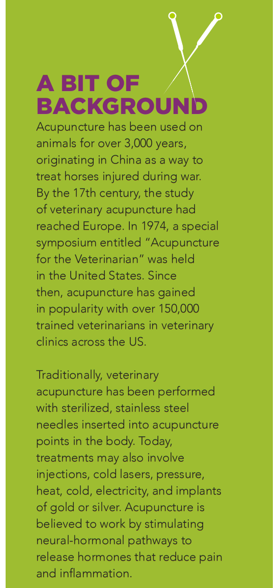 Veelvoorkomende hondenaandoeningen die goed reageren op acupunctuur