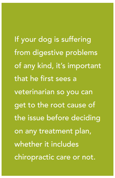 Come la cura chiropratica può aiutare i cani con problemi digestivi