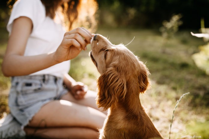 Výcvik vašeho psa – jde o víc než o poslušnost