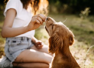 Treinando seu cão – é mais do que obediência