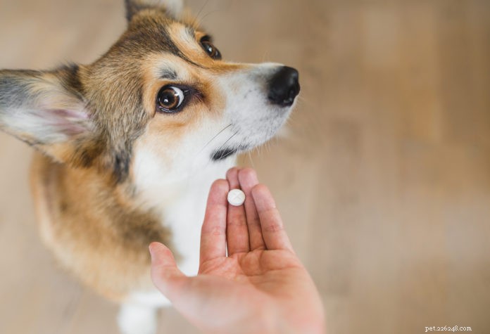 Kan ik mijn hond of kat medicijnen voor mensen geven?