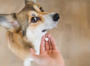 Posso dar medicamentos humanos ao meu cão ou gato?