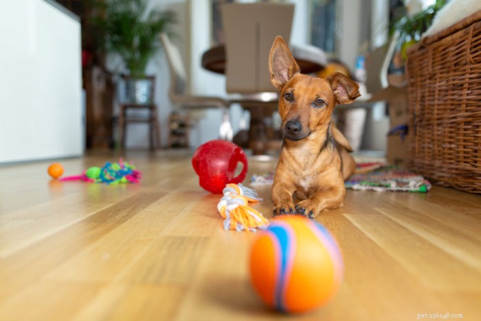犬のおもちゃの6つの安全上のヒント 
