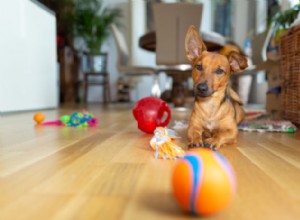 강아지 장난감을 위한 6가지 안전 수칙
