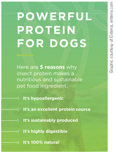 Nourriture pour chiens à base de mouche soldat noire — nouvelle nouvelle protéine pour les régimes hypoallergéniques