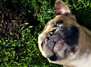 Quão sustentável é o estilo de vida do seu cão ou gato?