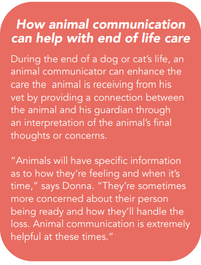 Veterinários holísticos que trabalham com comunicadores de animais  