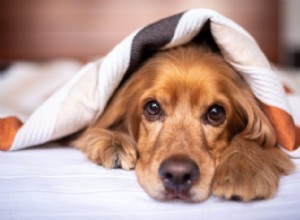 Estresse emocional em cães 