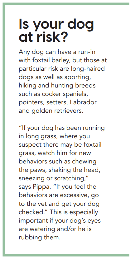 Vossenstaartgerst — een gevaar voor uw hond