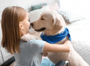 Quais raças são os melhores cães de serviço?