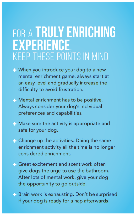 개에게 정신적 강화가 중요한 이유