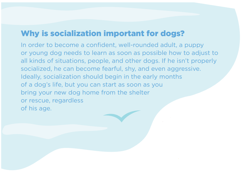 8 façons de socialiser votre nouveau chien — lorsque vous devez vous éloigner