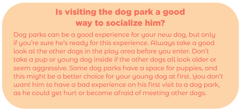 新しい犬と交流する8つの方法—社会的距離が必要な場合