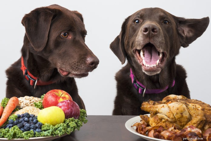 강아지에게 식물성 식품을 안전하게 먹이는 방법