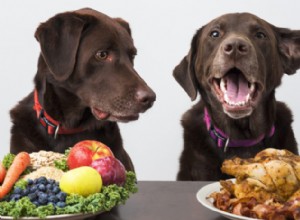 Como alimentar seu cão com segurança com uma dieta baseada em vegetais