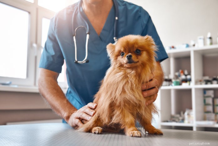 Hur du tränar din hund att njuta av veterinärbesök