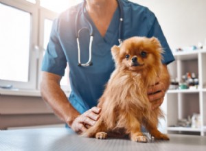 Como treinar seu cão para aproveitar as visitas ao veterinário