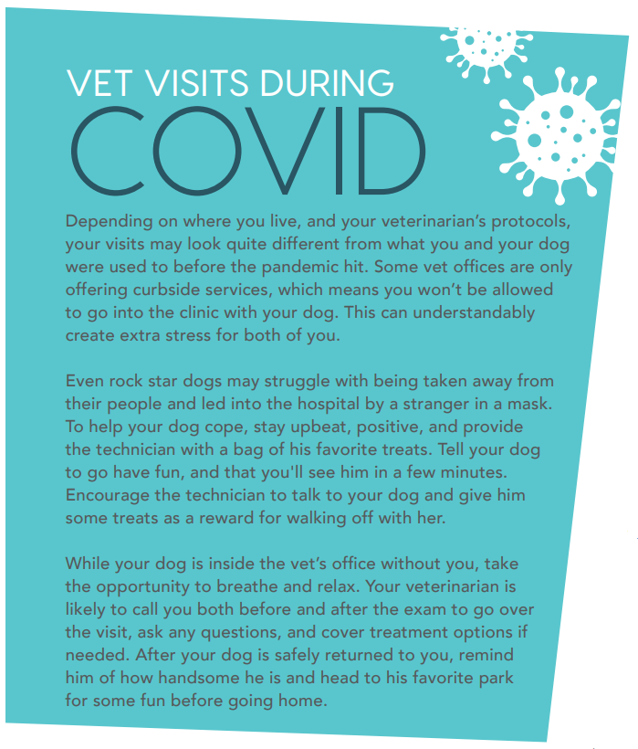 Come addestrare il tuo cane a godersi le visite dal veterinario