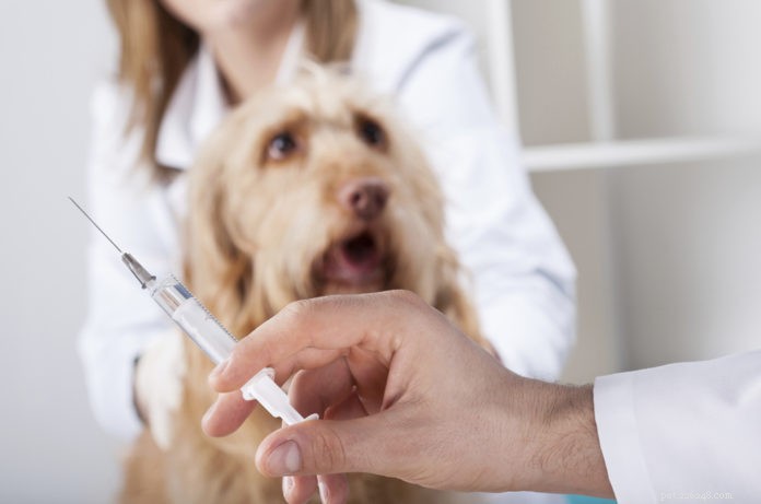 Éclosion de grippe canine
