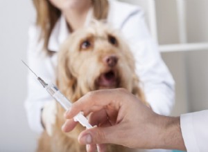 Focolaio di influenza canina